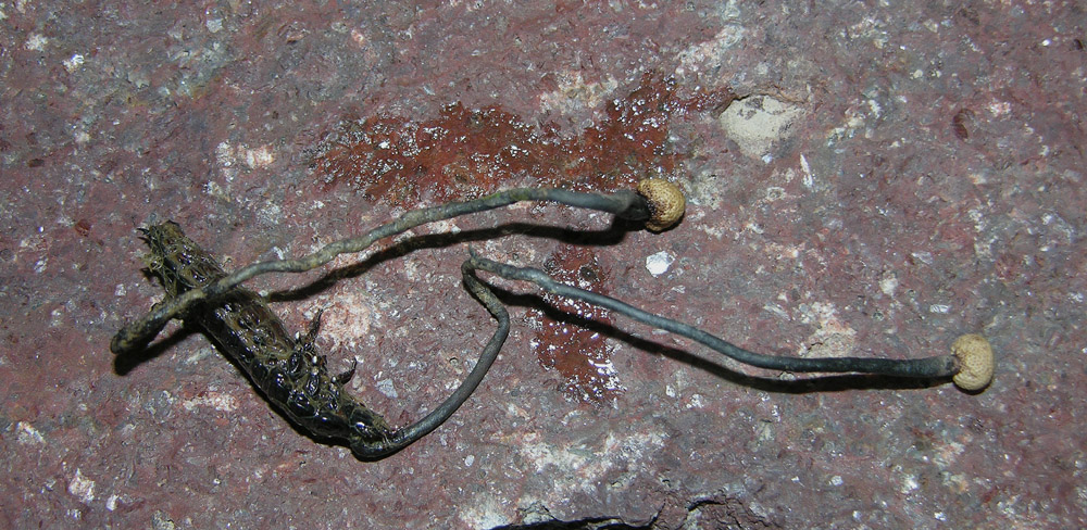 Ophiocordyceps entomorrhiza (Dicks.) G.H. Sung, J.M. Sung, H